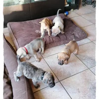 Bild aus Romaner Antikdoggenzucht "vom römischen Reich" in Nordrhein-Westfalen, wo unsere Cane Corso Italiano-Hunde in einer liebevollen Umgebung aufwachsen.