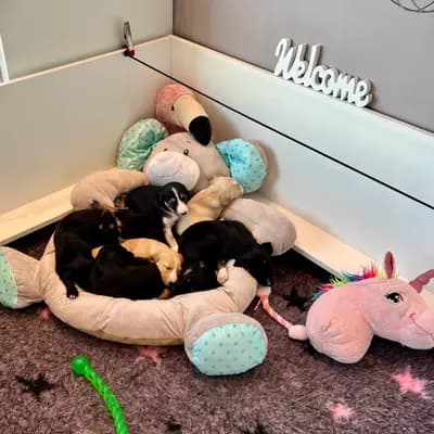 Bild aus Del'Neshin in Nordrhein-Westfalen, wo unsere Saluki-Hunde in einer liebevollen Umgebung aufwachsen.