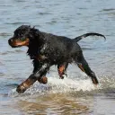 Gordon Setter