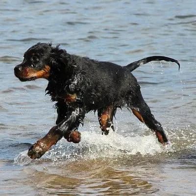 Gordon Setter – Hunderasse