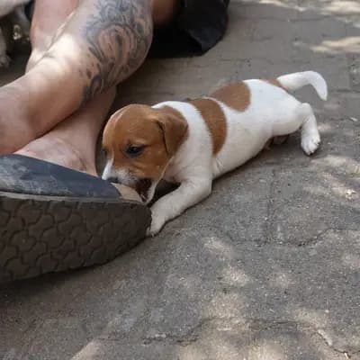Bild aus vom Reichenwalder Land in Brandenburg, wo unsere Parson Russell Terrier-Hunde in einer liebevollen Umgebung aufwachsen.