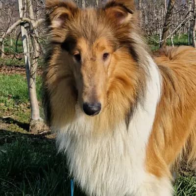 Galerie-Bild von Collie of Golden Gate  in Baden-Württemberg, mit Eindrücken unserer Amerikanischer Collie-Zucht.