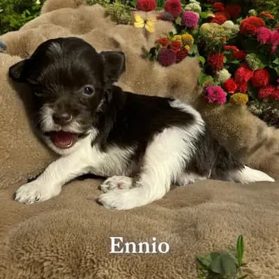 Ennio - Zwergschnauzer Welpe in Bayern