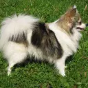 Kleinspitz