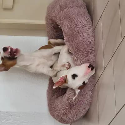 Bild aus Von den Walliser's  in Baden-Württemberg, wo unsere Miniature Bullterrier-Hunde in einer liebevollen Umgebung aufwachsen.