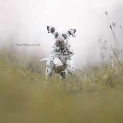 Bild aus vom Roten Herzfleck in Bayern, wo unsere Dalmatiner-Hunde in einer liebevollen Umgebung aufwachsen.