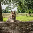 Berger de Picardie