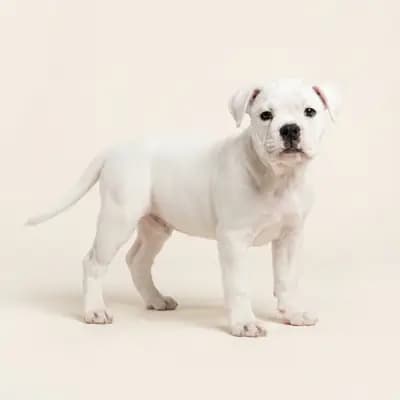 Continental Bulldog puppy in White