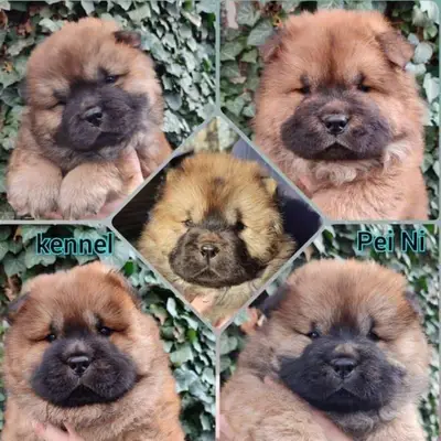 Chow-Chow Zucht Pei Ni