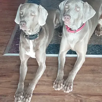 Foto von Makana, einem Weimaraner (kurzhaar)-Elternhund in Niederösterreich.