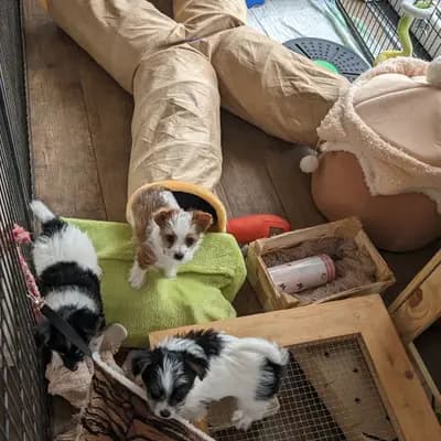 Bild aus Elo® von Werths Echte  in Bayern, wo unsere Elo-Hunde in einer liebevollen Umgebung aufwachsen.