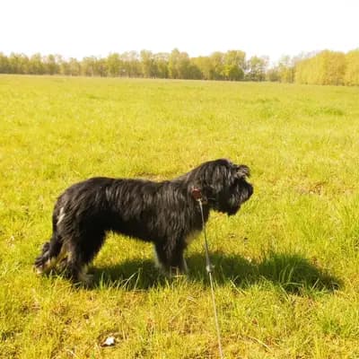 Foto von Bravo, einem Cao da Serra de Aires-Elternhund in Niedersachsen.