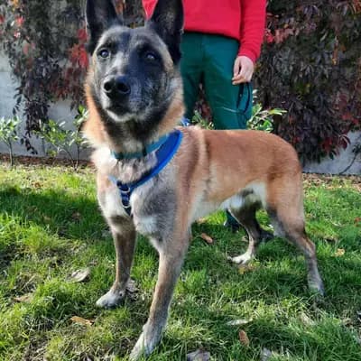 Foto von Enox, einem geretteten Malinois in Berlin.