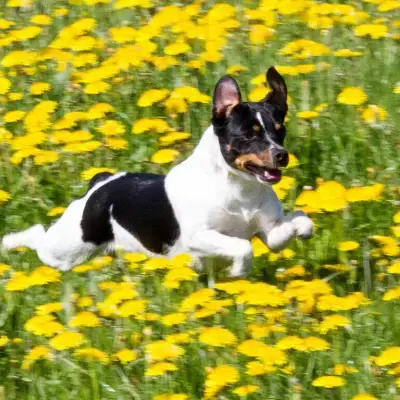 at Little Uncle cover