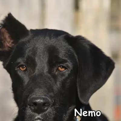Nemo