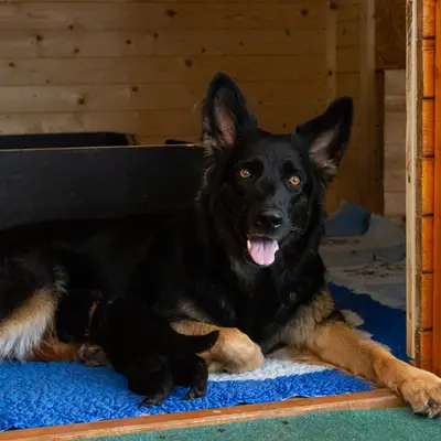 Bild aus Zuchtstätte Dt. Schäferhunde "of Wolfcubs" in Saarland, wo unsere Deutscher Schäferhund-Hunde in einer liebevollen Umgebung aufwachsen.