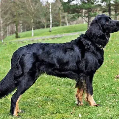 aus dem Emsland cover