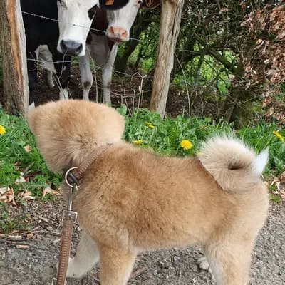 Bild aus Akitaostbelgien Go Haiben Shunzansou in Wallonische Region, wo unsere Akita-Hunde in einer liebevollen Umgebung aufwachsen.