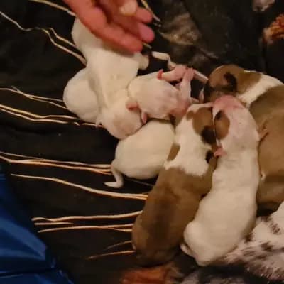 Bild aus Von den Walliser's  in Baden-Württemberg, wo unsere Miniature Bullterrier-Hunde in einer liebevollen Umgebung aufwachsen.