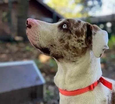 Foto von Jay, einem geretteten Catahoula Leopard Dog in Hamburg.