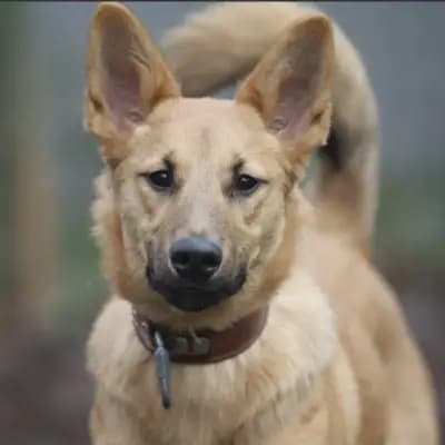 Bella – Altdeutscher Schäferhund, Rheinland-Pfalz, Im Tierheim Tierheim Pirmasens