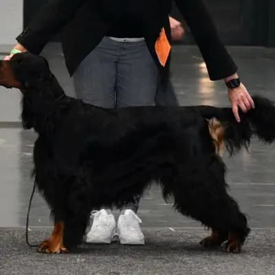 Titelbild von Gordon Setter in Nordrhein-Westfalen, Heimat unserer Gordon Setter-Zucht.