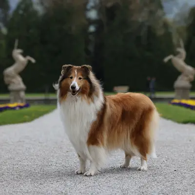 Galerie-Bild von The Clan of Milesian  in Lombardei, mit Eindrücken unserer Welsh Corgi Pembroke-Zucht.