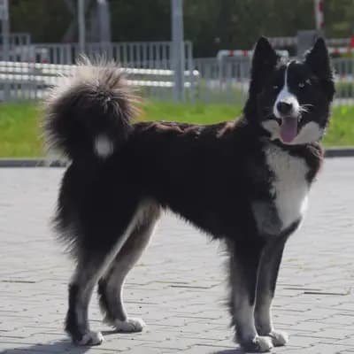Galerie-Bild von Yakutskaya Laika Sibirskaya Zima in Schleswig-Holstein, mit Eindrücken unserer Yakutskaya Laika-Zucht.