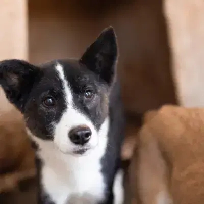 Maliko