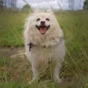 Japan Spitz