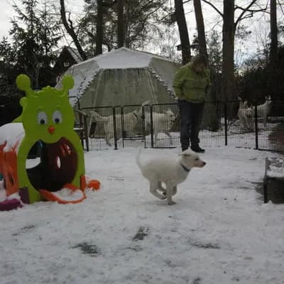 Bild aus Vom Rehgraben  in Brandenburg, wo unsere Weißer Schweizer Schäferhund-Hunde in einer liebevollen Umgebung aufwachsen.