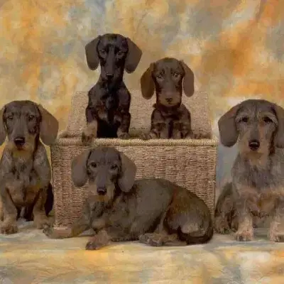 vom Lohauser Feld cover