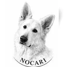 Nocari cover