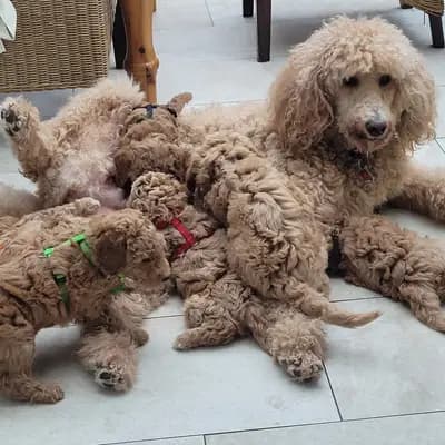 Bild aus von Quellental  in Schleswig-Holstein, wo unsere Großpudel (Königspudel)-Hunde in einer liebevollen Umgebung aufwachsen.