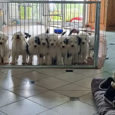 Titelbild von Bobtails aus dem Ruhrpott ® geschützt und eingetragen: CfBrH/VDH/FCI in Nordrhein-Westfalen, Heimat unserer Old English Sheepdog (Bobtail)-Zucht.