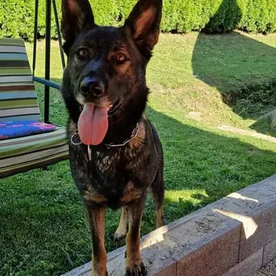 Bild aus Horand's Erbe  in , wo unsere Deutscher Schäferhund-Hunde in einer liebevollen Umgebung aufwachsen.