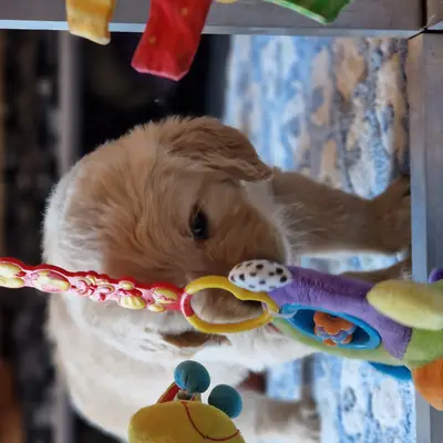 Bild aus Vom Steller Moor in Niedersachsen, wo unsere Golden Retriever-Hunde in einer liebevollen Umgebung aufwachsen.