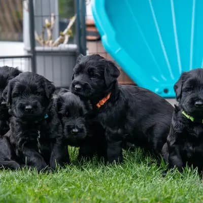 Galerie-Bild von De la Valleé d´Amour in Baden-Württemberg, mit Eindrücken unserer Berger de Brie (Briard)-Zucht.