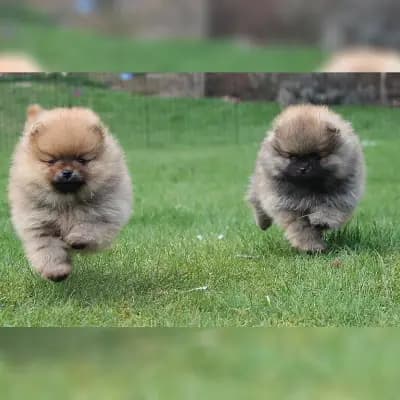 Timeless Poms cover