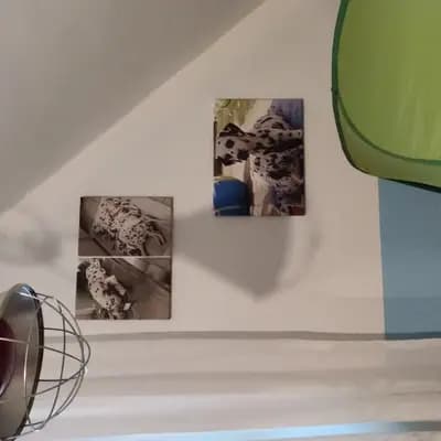 Bild aus Dalmatiner Zuchtstätte "with countless spots" in Brandenburg, wo unsere Dalmatiner-Hunde in einer liebevollen Umgebung aufwachsen.