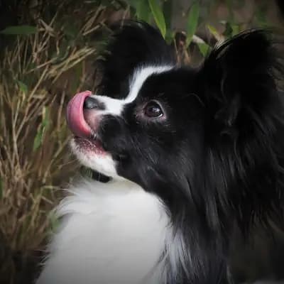 Foto von Luna, einem Kontinentaler Zwergspaniel (Papillon)-Elternhund in Hamburg.