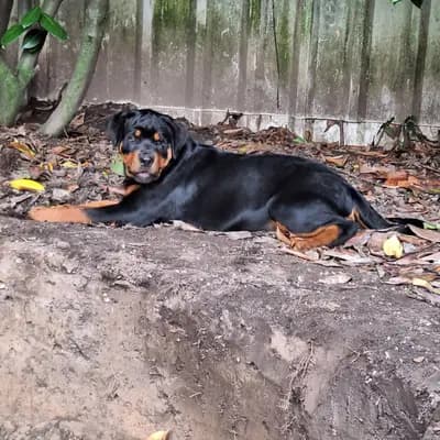 Bild aus Rottweiler vom Alten Zollhaus  in Nordrhein-Westfalen, wo unsere Rottweiler-Hunde in einer liebevollen Umgebung aufwachsen.