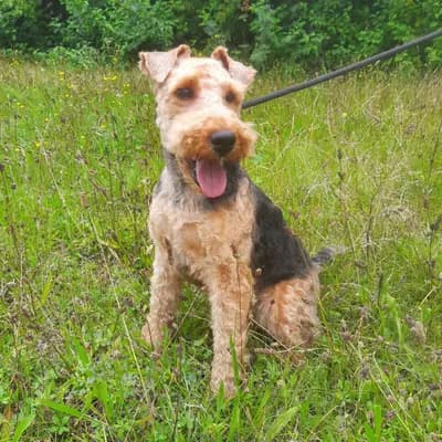 Foto von Benni, einem geretteten Welsh Terrier in Berlin.