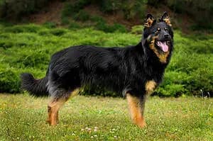 Böhmischer Schäferhund (Chodsky pes) breed