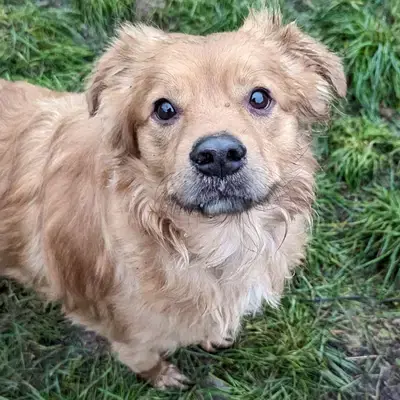 Foto von Darius, einem geretteten Bergamasker Hirtenhund in Berlin.