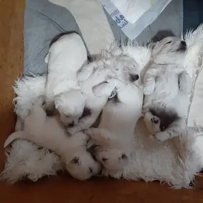 Galerie-Bild von Westie vom Elmbach in Sachsen, mit Eindrücken unserer West Highland White Terrier-Zucht.