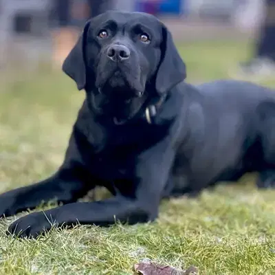 Top Labrador Deckrüde, Träger von Braun und rez.redfox/Gelb. - Labrador Retriever Welpe in Bayern