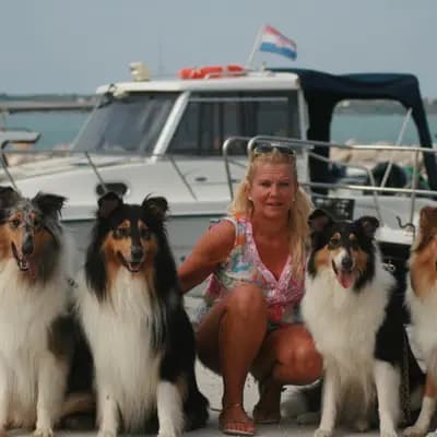 Galerie-Bild von Collie of Golden Gate  in Baden-Württemberg, mit Eindrücken unserer Amerikanischer Collie-Zucht.