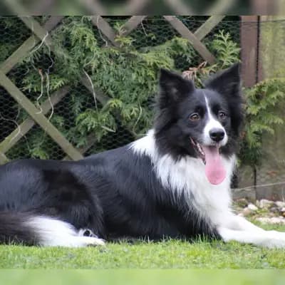 Joyful Dog Life cover