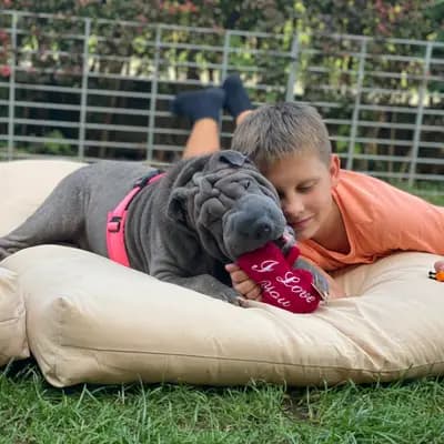Foto von Malou, einem Shar Pei-Elternhund in Baden-Württemberg.